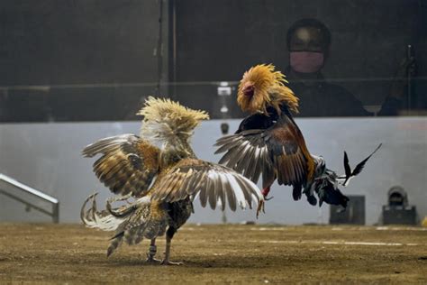 cockfighting philippines online|Online Cockfighting Wagers Rake in Billions in the Philippines.